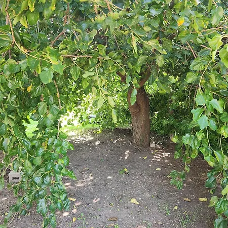 Gioia Montedoro Viareggio